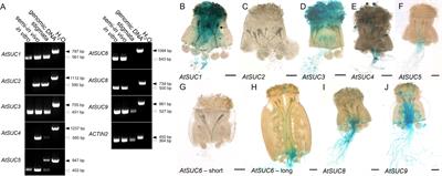 How pollen tubes fight for food: the impact of sucrose carriers and invertases of Arabidopsis thaliana on pollen development and pollen tube growth